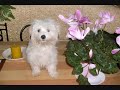 les plus belles photos de dahlia
