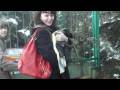 Bouvier des Flandres/LESER Brealdream-LAST DAY/ Bouvier des Flandres/LESER Brealdream-LAST DAY/