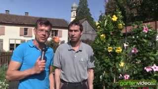 Wasserbedarf und Speicherwurzeln der Mandevilla Dipladenia 