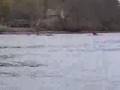 videos de Dartmouth vs Princeton and Penn Coxswain Race