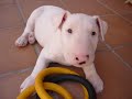 PUPPIES BULL TERRIER PUPPIES BULL TERRIER