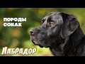 Видео - Породы собак. Лабрадор