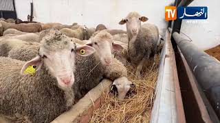 وهران: وصول أزيد من 10 آلاف رأس غنم مستوردة موجهة للذبح