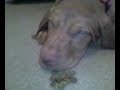 14 week old Viszla, just brought home, was all tired out. sorry about no sound, video from phone didn't transfer quite right