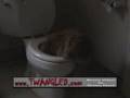 Toilet-Fishing-Kitty