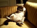 Fat Cat Cleans His Belly