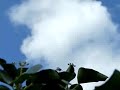 Roofvliegen en een zilvermeeuw Roofvliegen en een zilvermeeuw