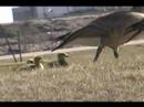 Goslings Going To An Oil Refinery Goslings Going To An Oil Refinery