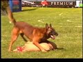 belgian ring