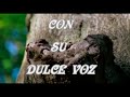 MENSAJEROS DE AMOR