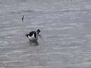 black necked stilt black necked stilt
