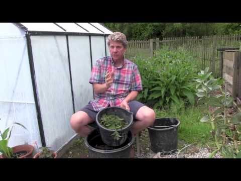 how to fertilize garden naturally