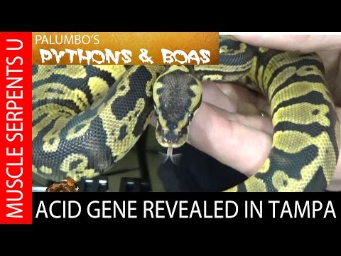 YouTube reptile video