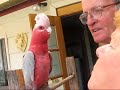 \"Joey\" the galah comes home \"Joey\" the galah comes home