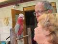 Joey the galah comes home