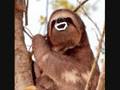 videos de Henry The Sloth