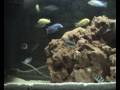 videos de AFRICAN CICHLIDS BY LOUKAS THESSALONIKI GREECE