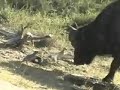 Water Thickknees Defend Nest Against Cape Buffalo WildEarth Water Thickknees Defend Nest Against Cape Buffalo WildEarth