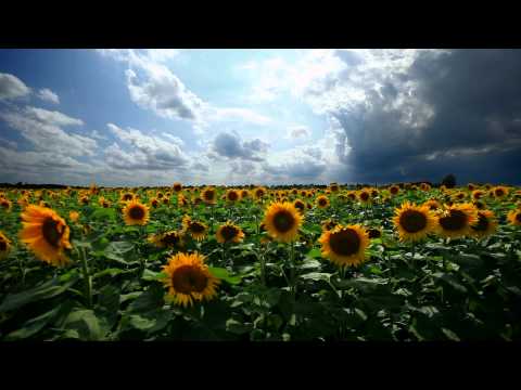 sunflowers - Play in the background while you work or study. Or use it for long relaxation sessions.