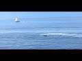 rats fast boat white belly rat