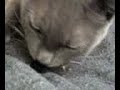 Cat Sucking A Comforter