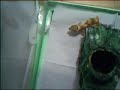 tosken gecko leopardo