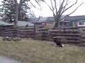 Boysie - CB Demonstrating Obedience Training (Squirrel Hunt)