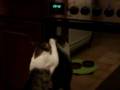 videos de stupid cat - fighting with his own reflex