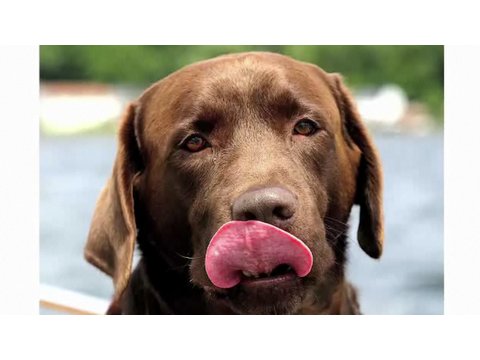 labradors - Watch more How to Understand Dog Breeds videos: http://www.howcast.com/guides/646-How-to-Understand-Dog-Breeds Subscribe to Howcast's YouTube Channel - http:...