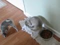 Waterbowl Digger Boy - MAX Waterbowl Digger Boy - MAX