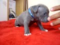 PiTBULL BLUE NOSE PUP