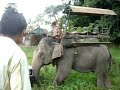 ELEPHANT AT WORK IN KAZIRANGA