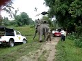 ELEPHANT AT WORK IN KAZIRANGA