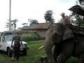 ELEPHANT AT WORK IN KAZIRANGA