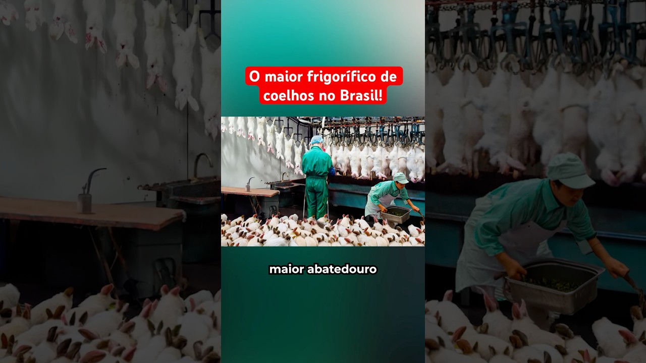 Maior Frigorífico De Coelhos Do Brasil