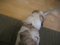 Mayzee Vs. Vacuum