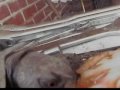 hungry turtle camera star1of4
