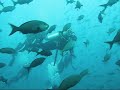 Requins baleines, ilot Darwin, Galapagos