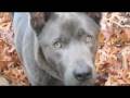 videos de 'ol blue