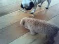 Cookie definitely has no manners ;-)