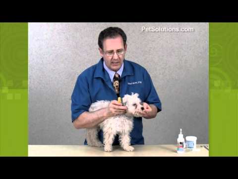 how to get rid of shih-tzu eye boogers