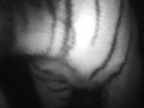 Indonesia: una cámara graba cómo un bulldozer destruye el hábitat del tigre de Sumatra
