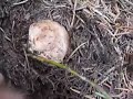 Spring Porcini Spring Porcini