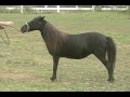 Sweetwater's Black Lady