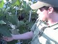 Hydroponic Farm Hydroponic Farm