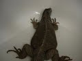 Bored Iguana taking a bath... Bored Iguana taking a bath...