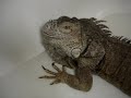Bored Iguana taking a bath...