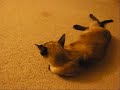 In Loving Memory of Simba
