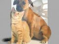 Consumer Affairs.com - Pet Food