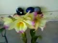 orquideas (62)41030261